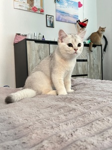 Котенок серебристая шиншила