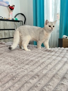 Котенок серебристая шиншила