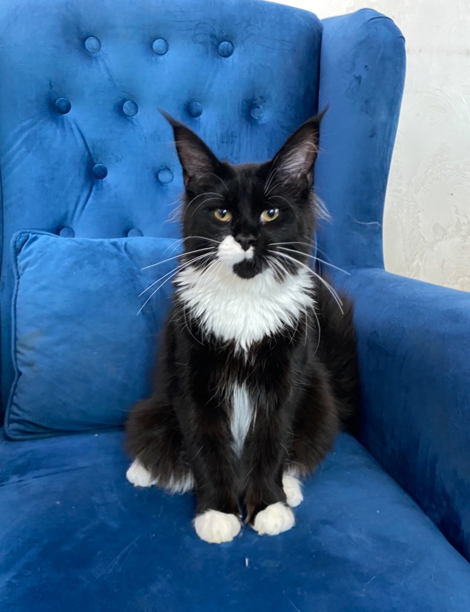 Котёнок мейн кун