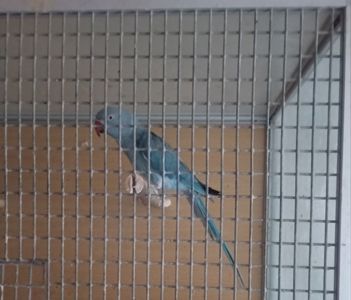 Продам Ожерелову самку
