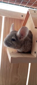 Шиншила хлопчик