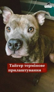 Пітбуль терміново шукає дім