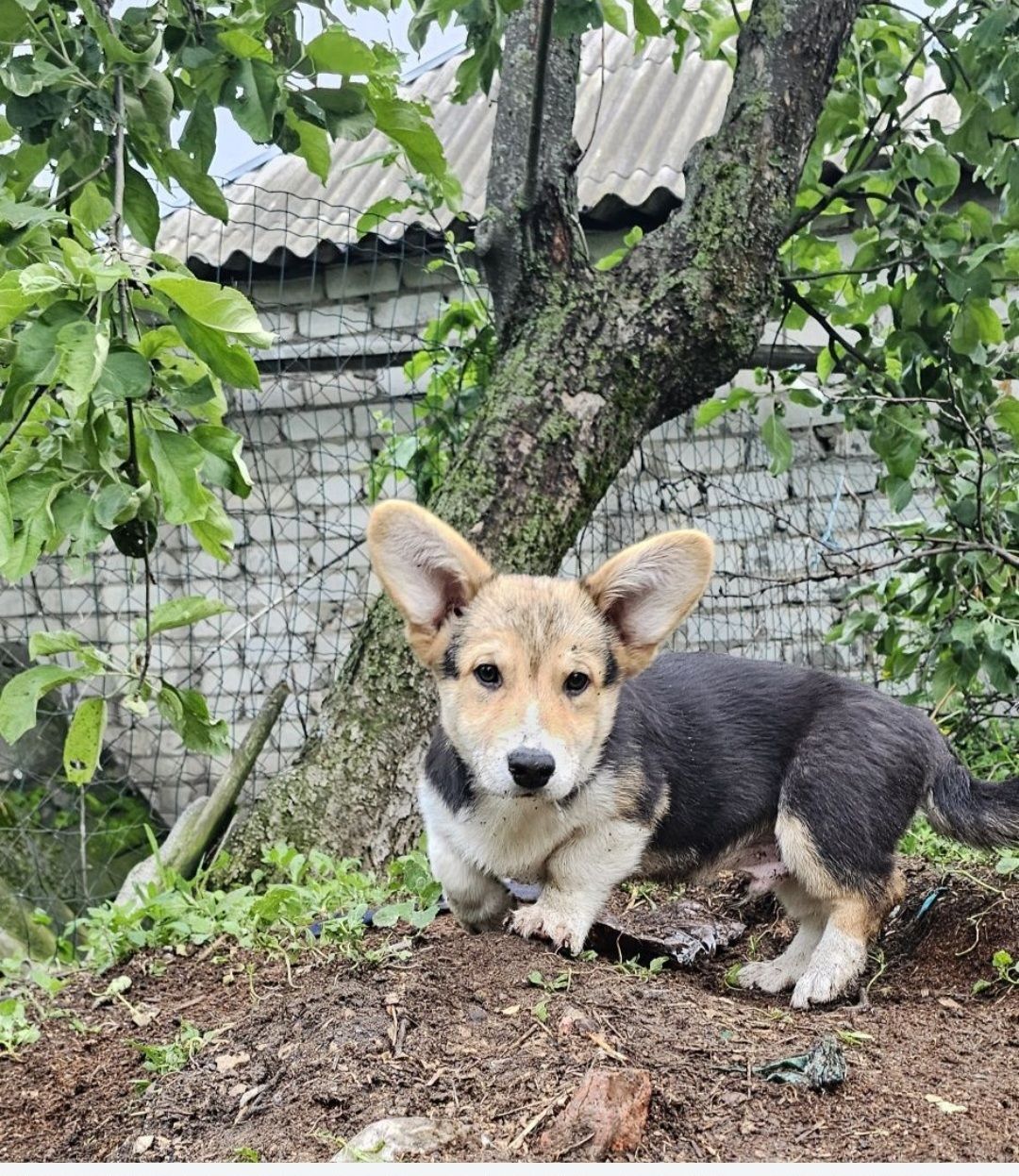 Симба мальчик корги КСУ
