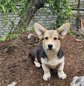 Симба мальчик корги КСУ