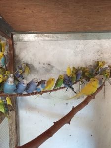 Хвилястий папуга