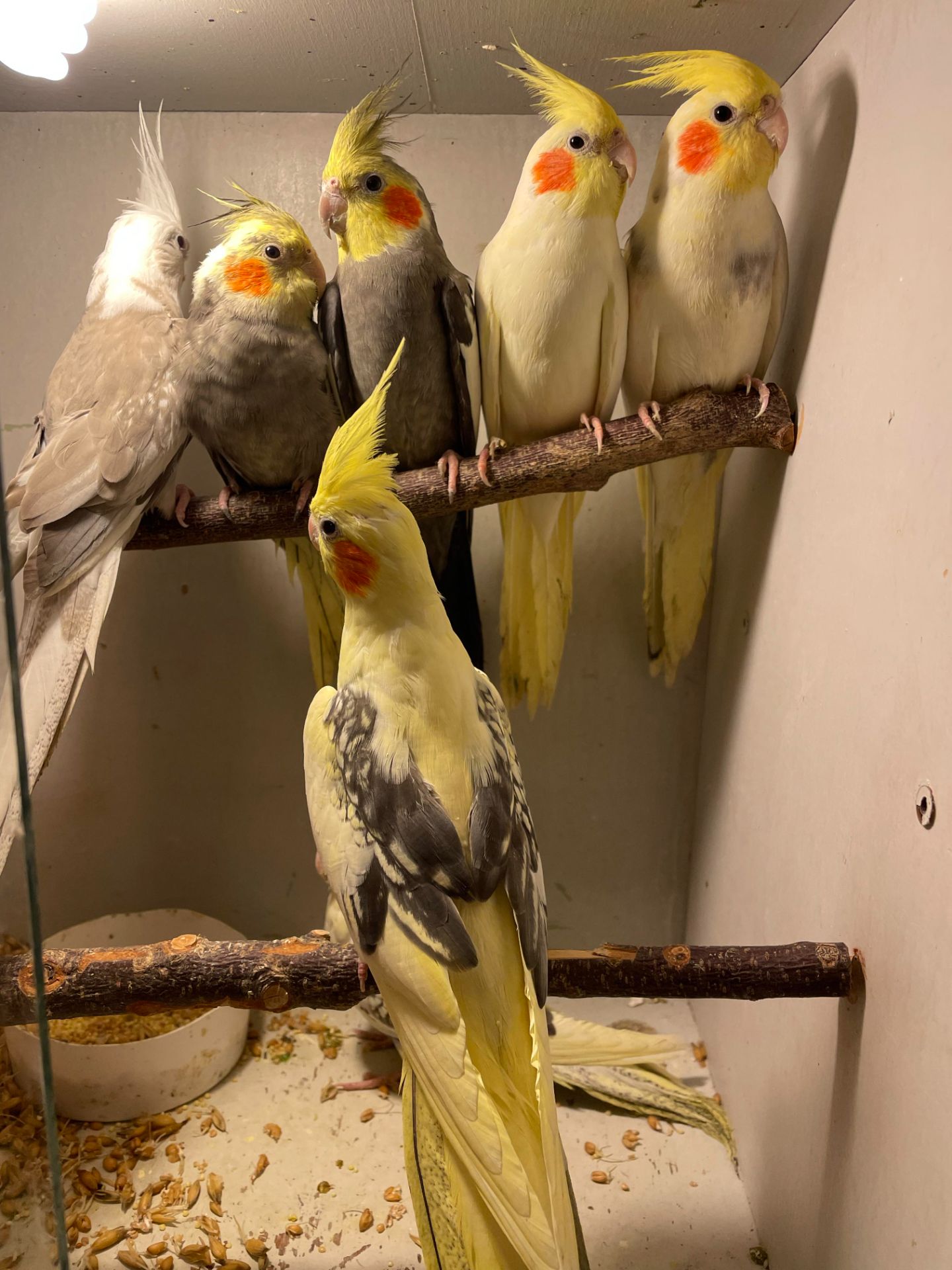 Корелла