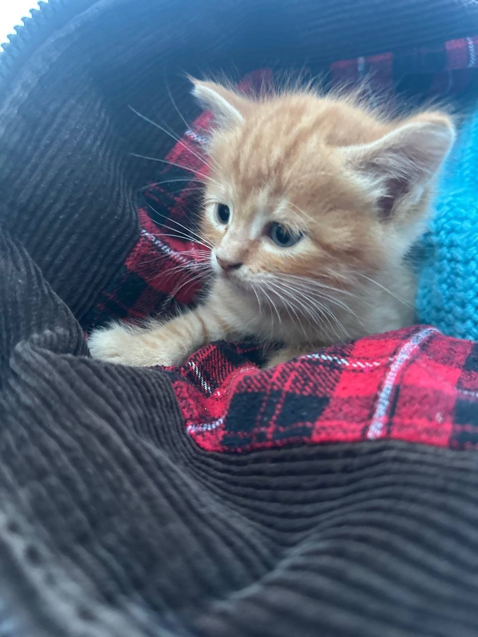 Руде кошеня хлопчик