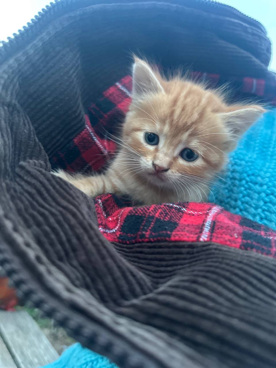 Руде кошеня хлопчик