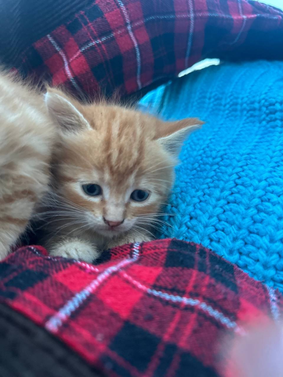 Руде кошеня хлопчик