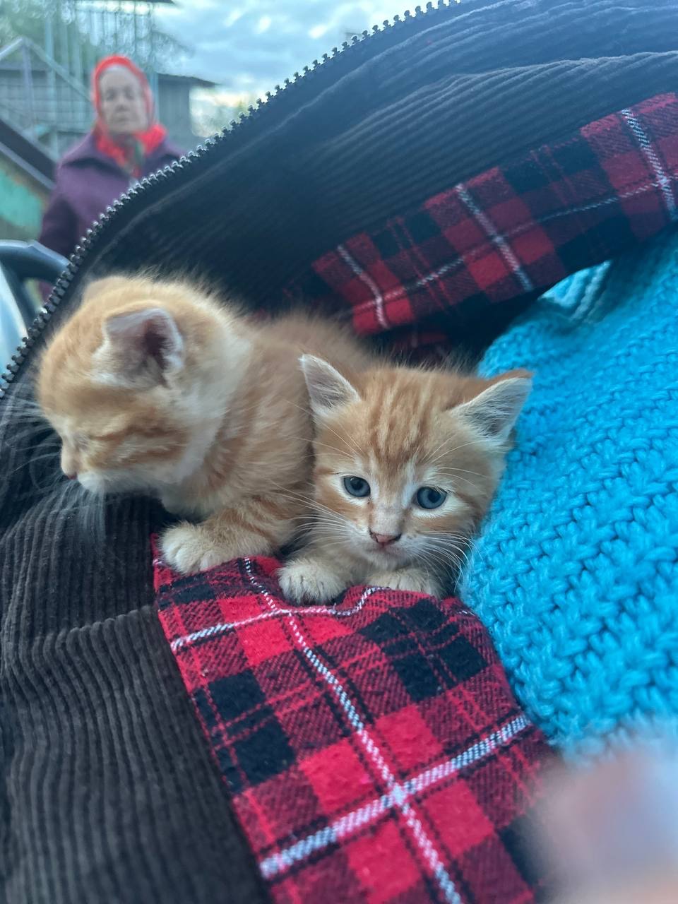 Руде кошеня хлопчик