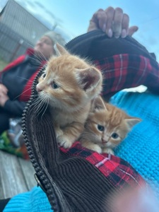 Руде кошеня хлопчик