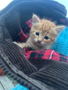 Руде кошеня хлопчик