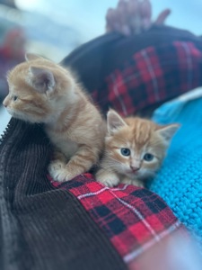 Руде кошеня хлопчик