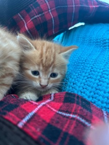 Руде кошеня хлопчик