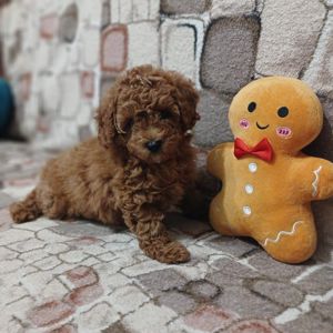 Хлопчик тои пуделя. Тікап