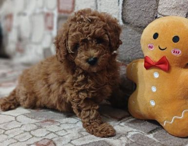 Хлопчик тои пуделя. Тікап