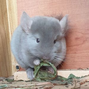 Маленькая самочка шиншиллы бархатная бежевая эбони