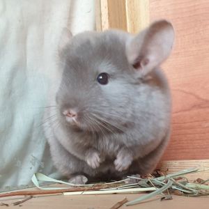 Маленькая самочка шиншиллы бархатная бежевая эбони