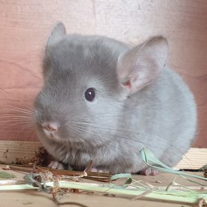 Маленькая самочка шиншиллы бархатная бежевая эбони