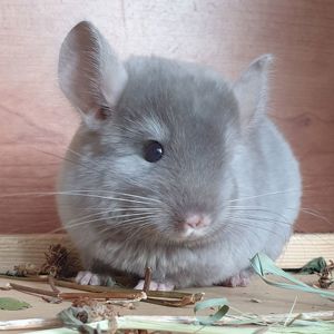 Маленькая самочка шиншиллы бархатная бежевая эбони