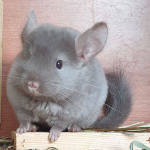Маленькая самочка шиншиллы бархатная бежевая эбони
