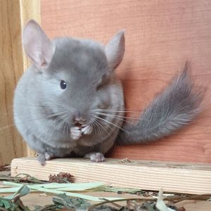 Маленькая самочка шиншиллы бархатная бежевая эбони