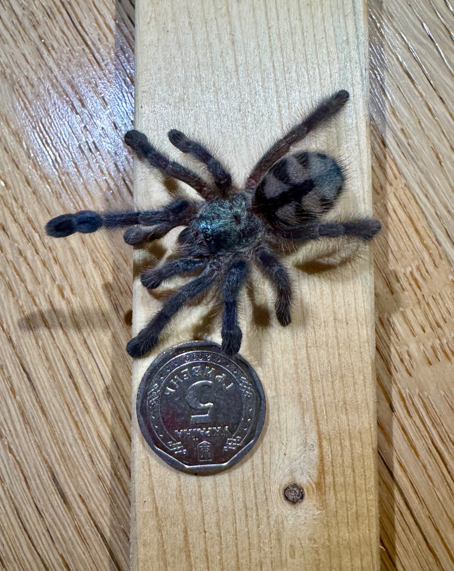 Caribena (Avicularia) versicolor. Павук для новачка.