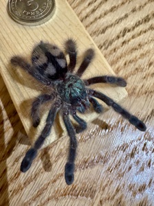 Caribena (Avicularia) versicolor. Павук для новачка.