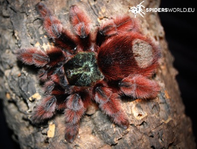 Caribena (Avicularia) versicolor. Павук для новачка.