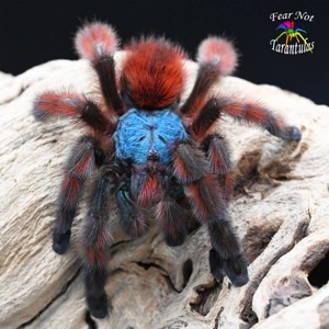 Caribena (Avicularia) versicolor. Павук для новачка.