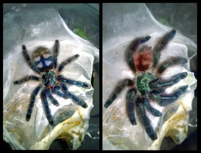 Caribena (Avicularia) versicolor. Павук для новачка.
