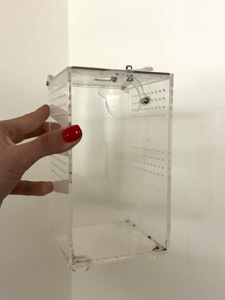 Caribena (Avicularia) versicolor. Павук для новачка.