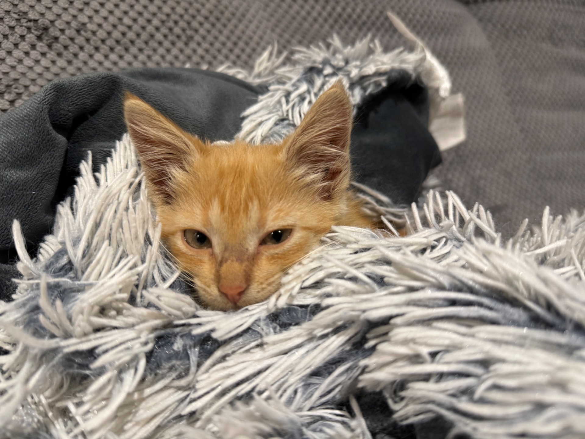 руде кошеня