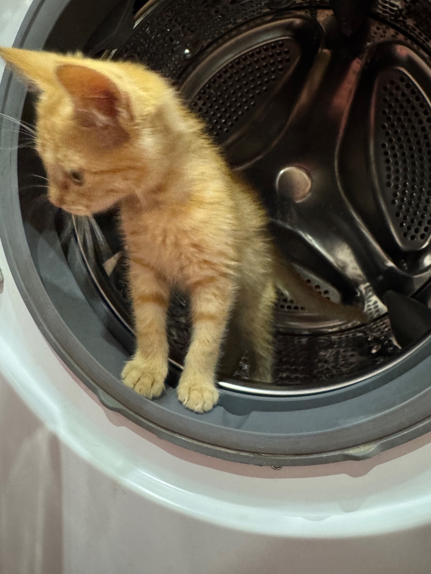 руде кошеня