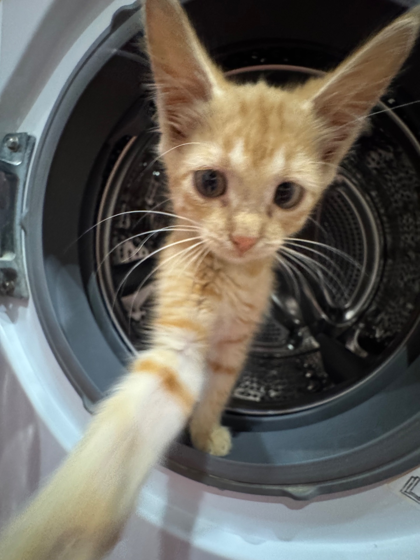 руде кошеня