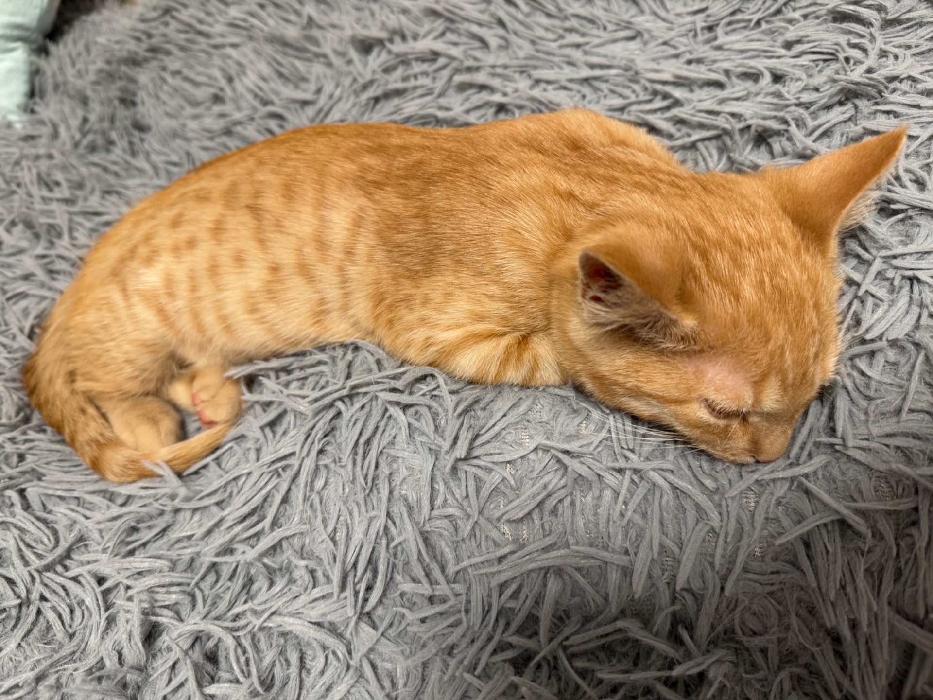 руде кошеня