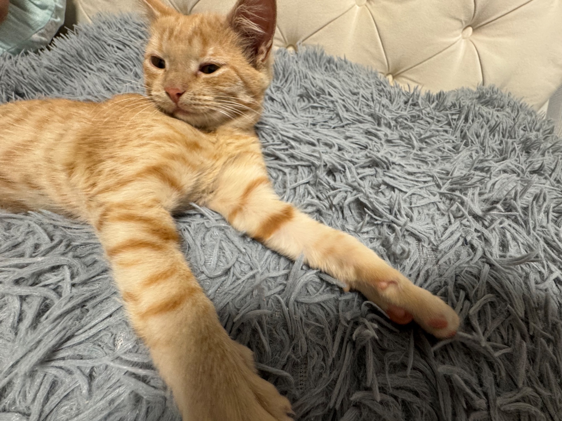 руде кошеня