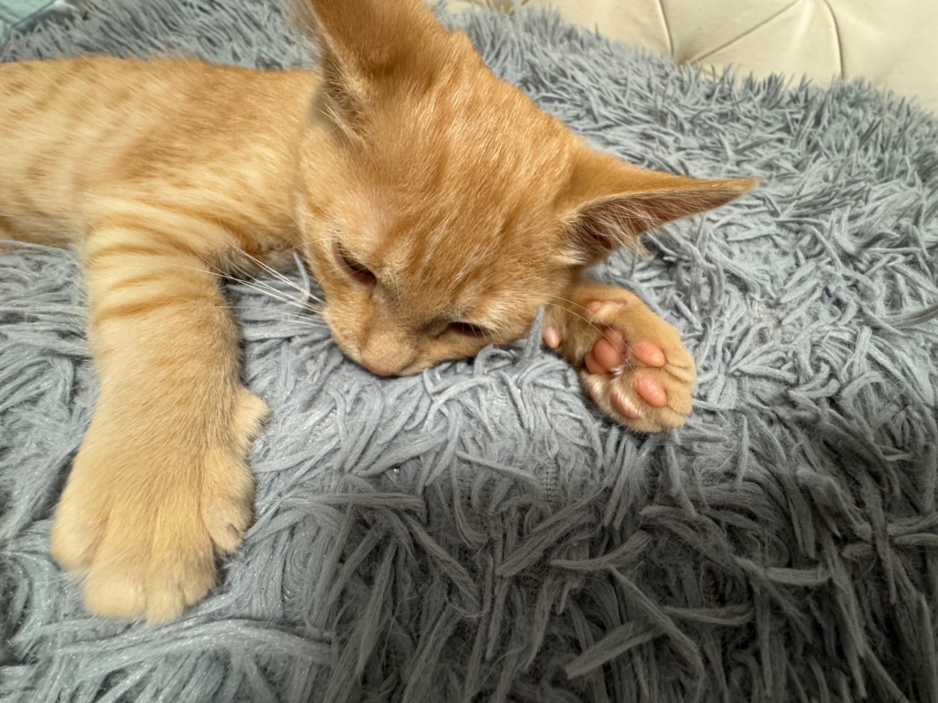 руде кошеня