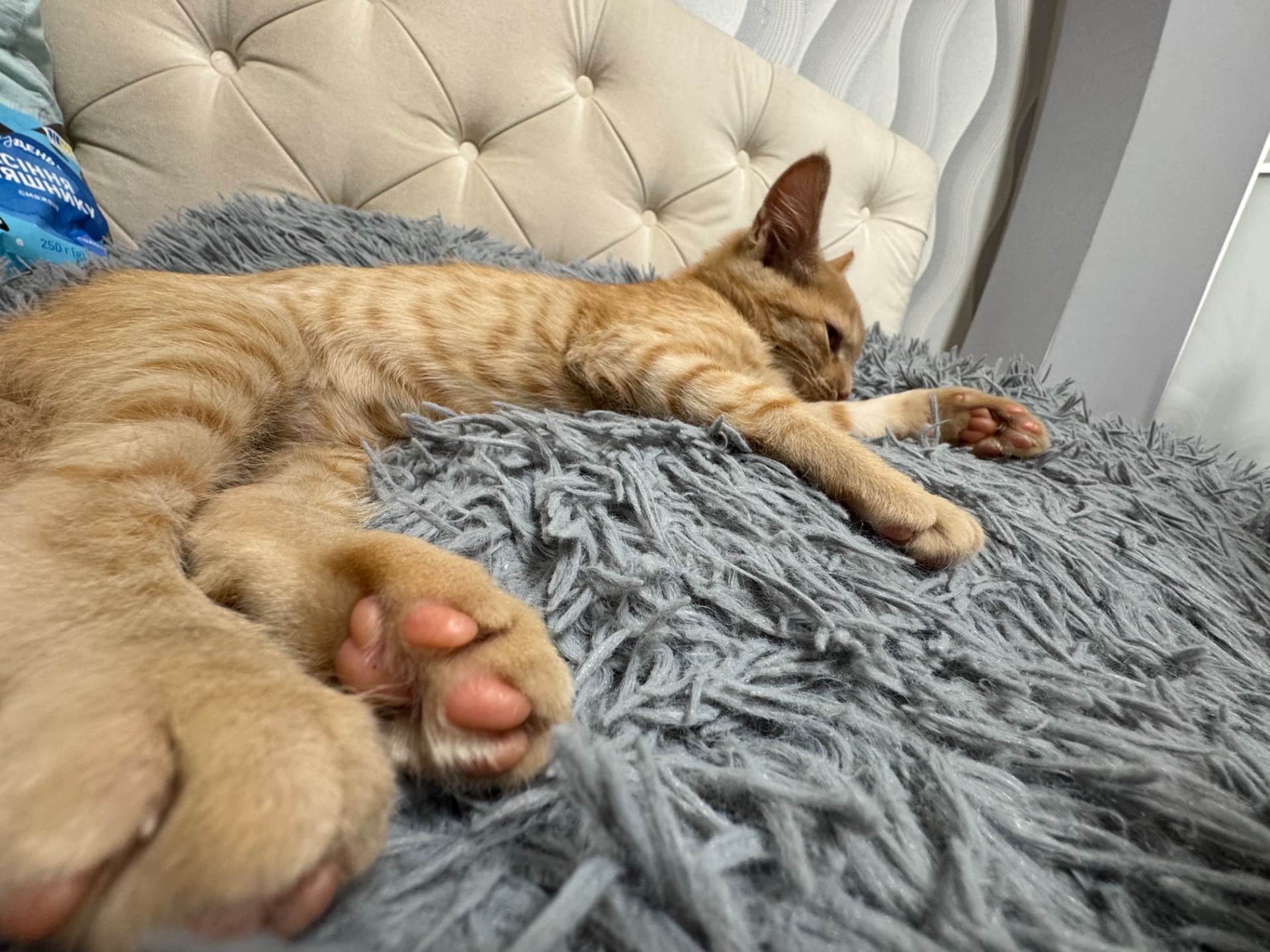 руде кошеня