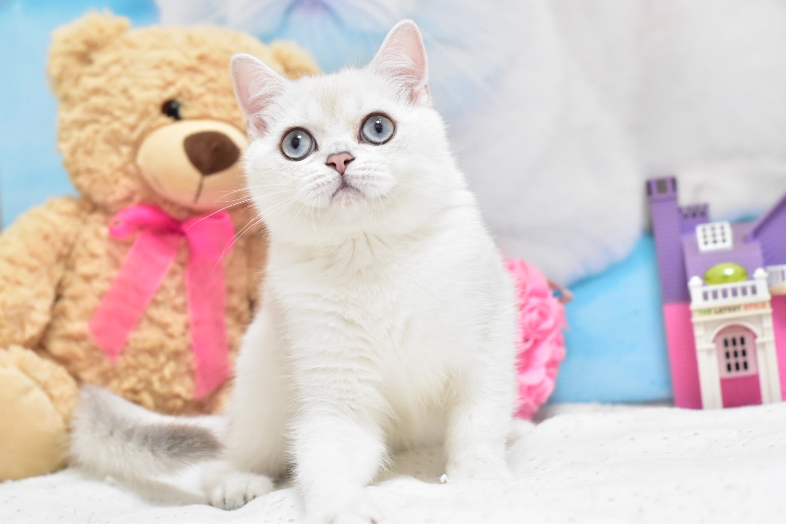 Серебристая шиншилла поинт, котёнок