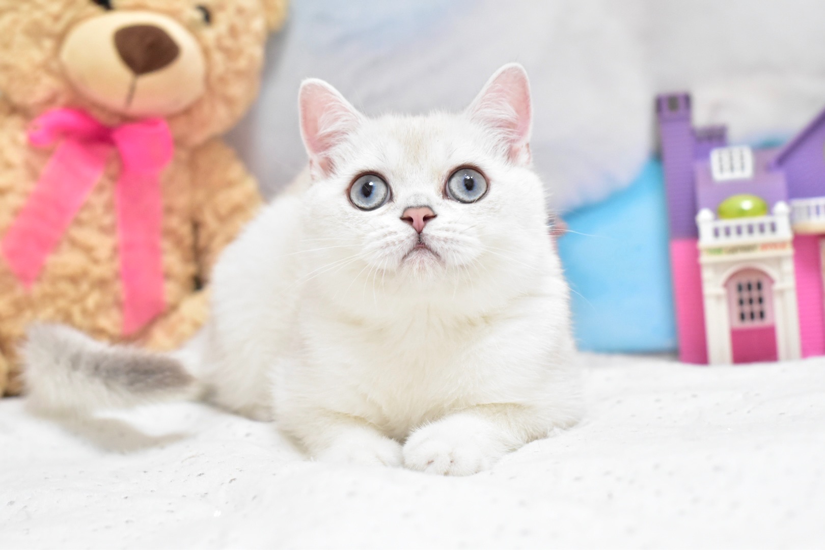 Серебристая шиншилла поинт, котёнок