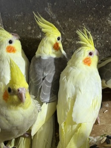 Ручні папуги Корелла малюки