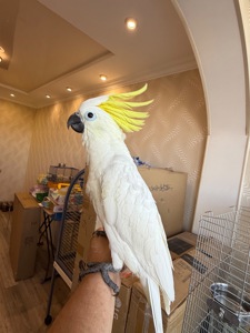 Какаду молоді пташенята