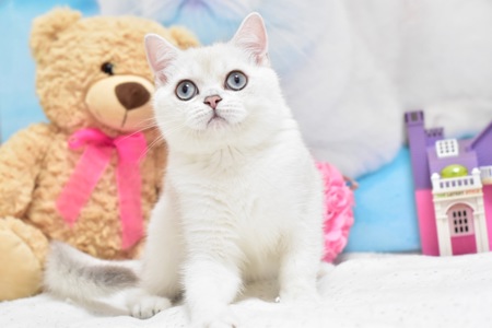 Серебристая шиншилла поинт, котёнок