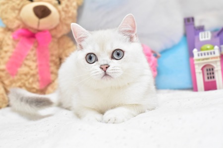 Серебристая шиншилла поинт, котёнок