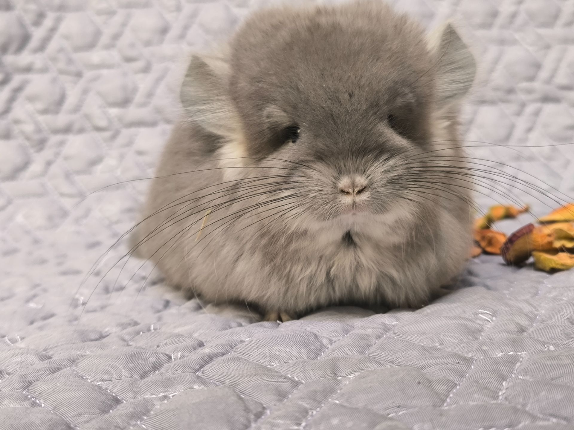 Шикарний хлопчик шиншила