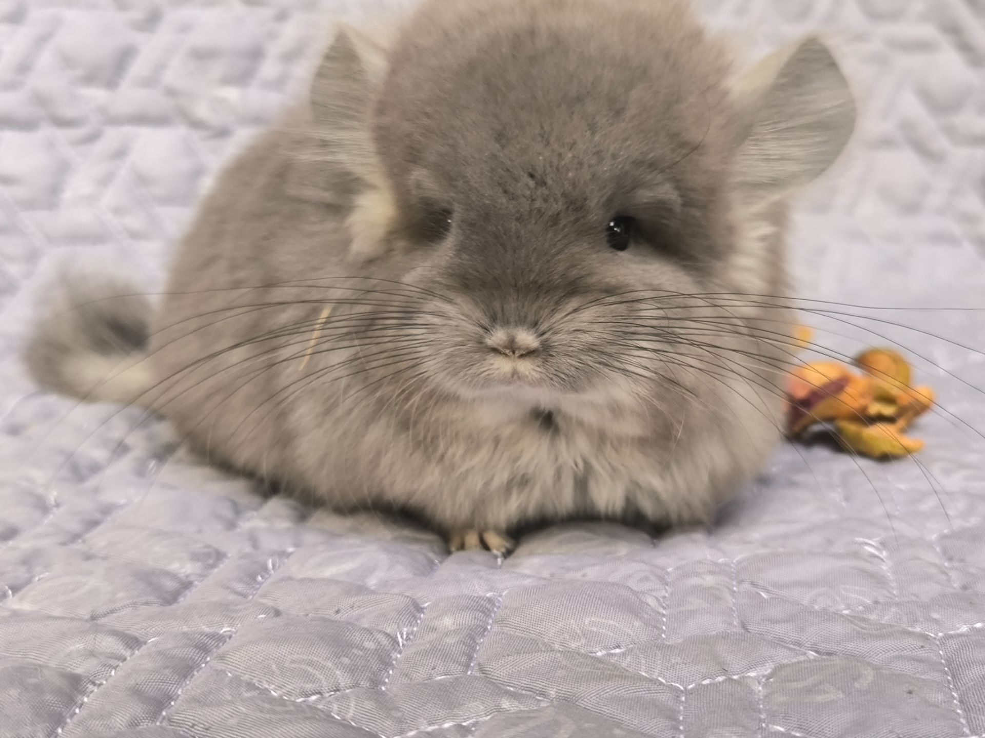 Шикарний хлопчик шиншила