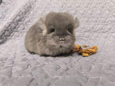 Шикарний хлопчик шиншила