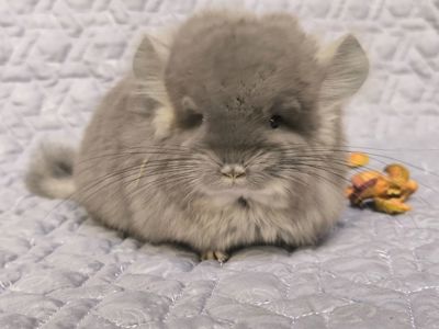 Шикарний хлопчик шиншила