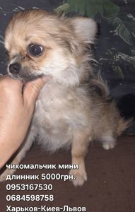 Мини мальчик